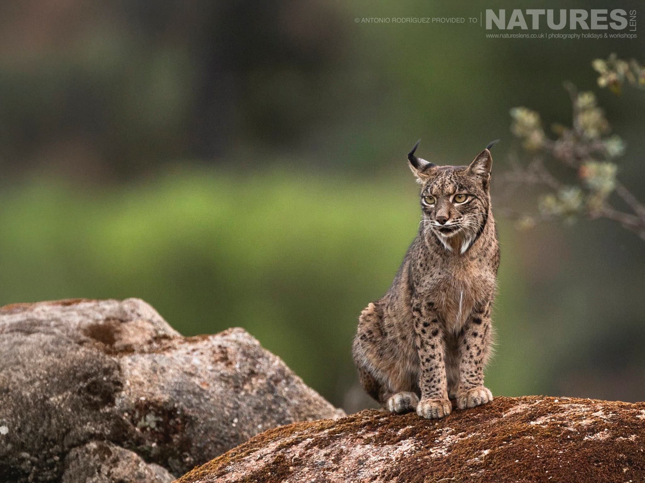 Lynx Photographed At The New Location Which Is Used For The Iberian Lynx In Spain During Spring Photography Holiday 04