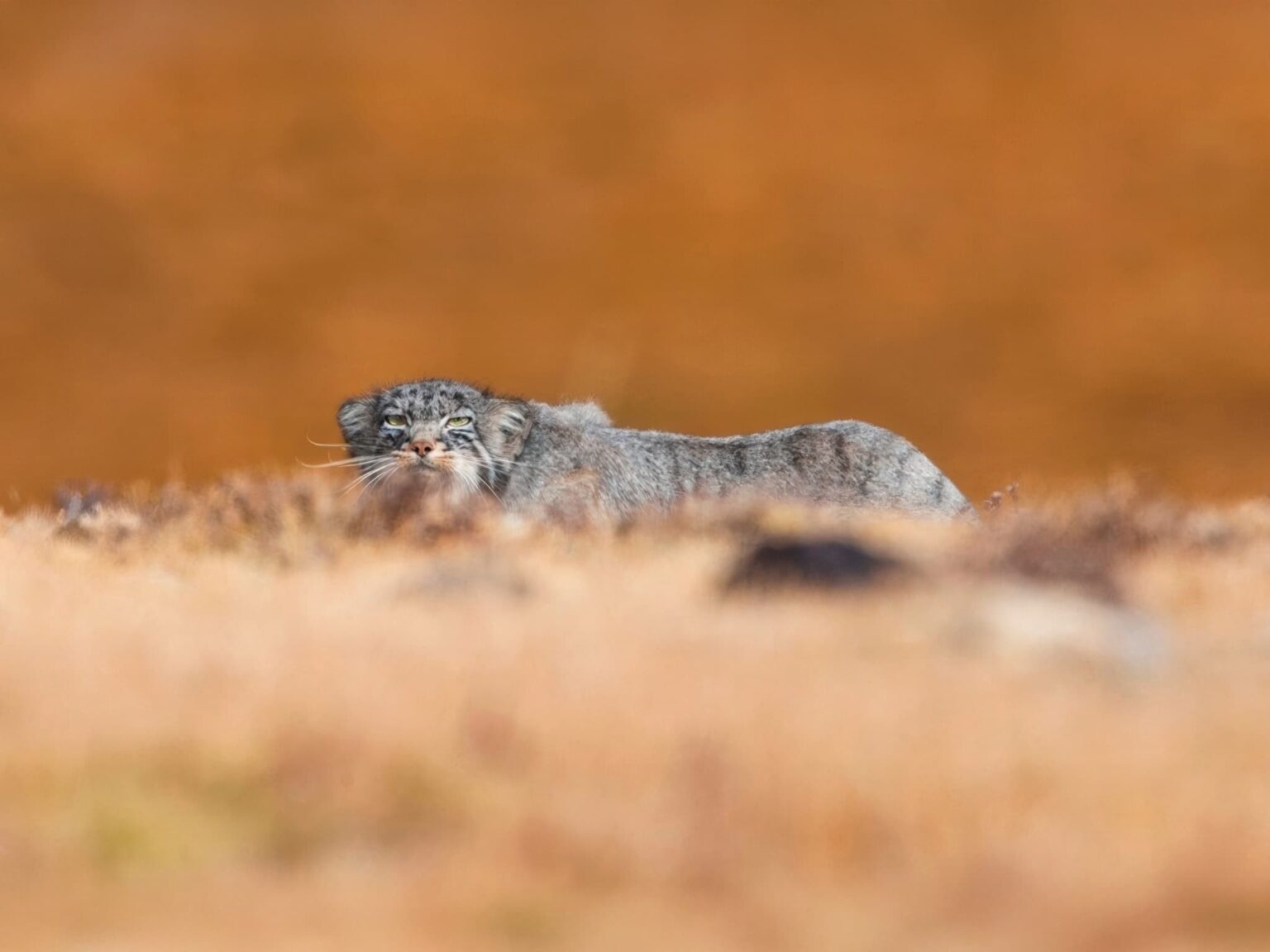 A Pallas Cat - One Of The Species Featured During Our Tibetan Wildlife of the Qinghai-Tibetan Plateau Photography Holiday