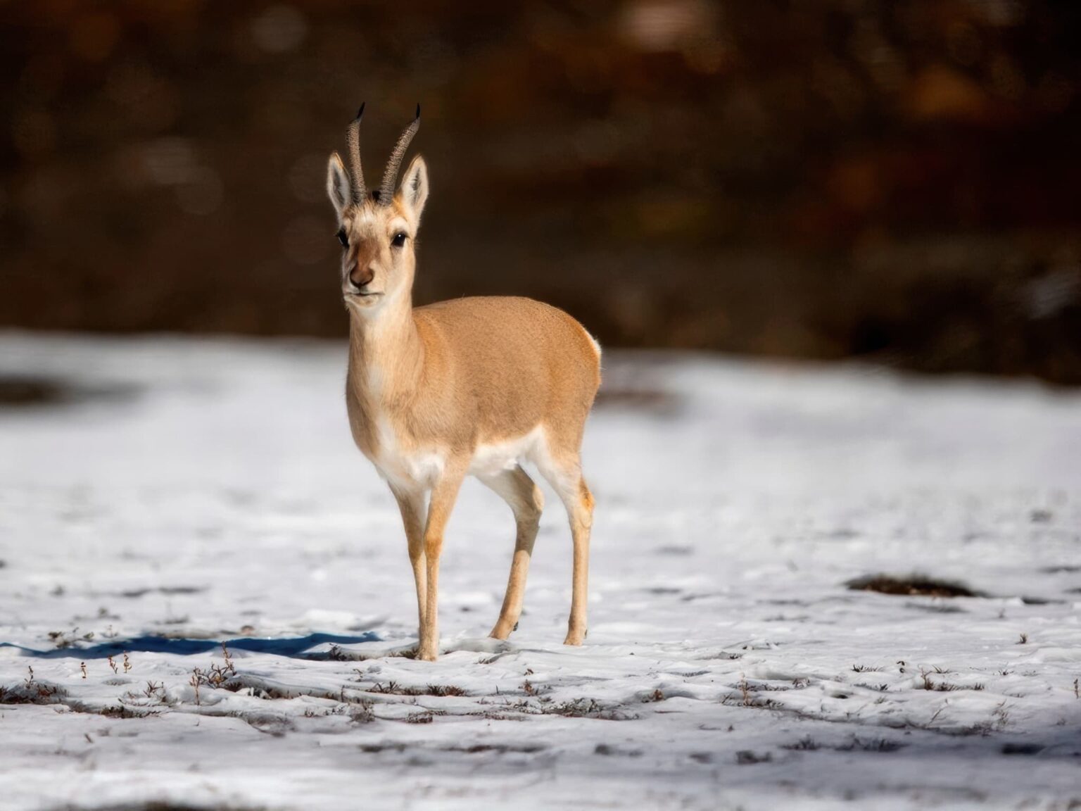 One Of The Species Featured During Our Tibetan Wildlife of the Qinghai-Tibetan Plateau Photography Holiday