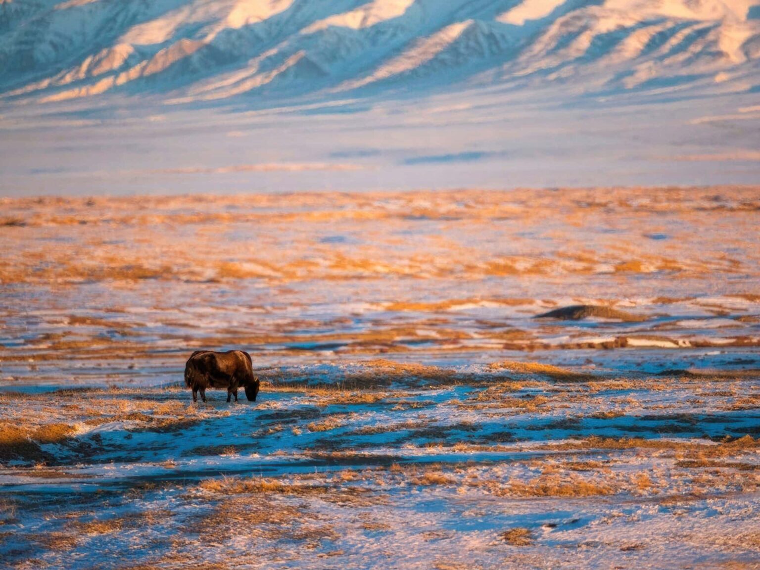 One Of The Species Featured During Our Tibetan Wildlife of the Qinghai-Tibetan Plateau Photography Holiday
