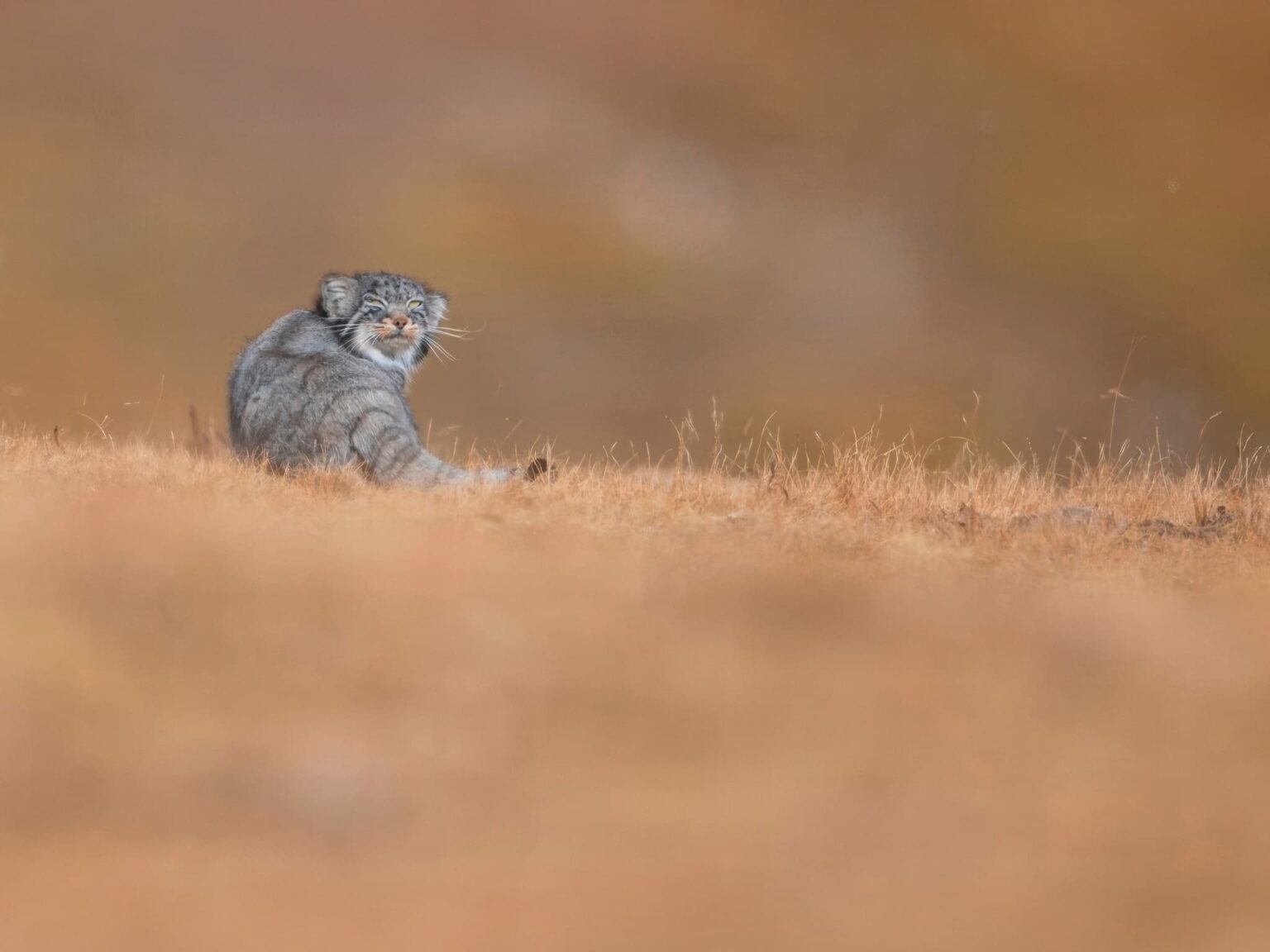 A Pallas Cat - One Of The Species Featured During Our Tibetan Wildlife of the Qinghai-Tibetan Plateau Photography Holiday