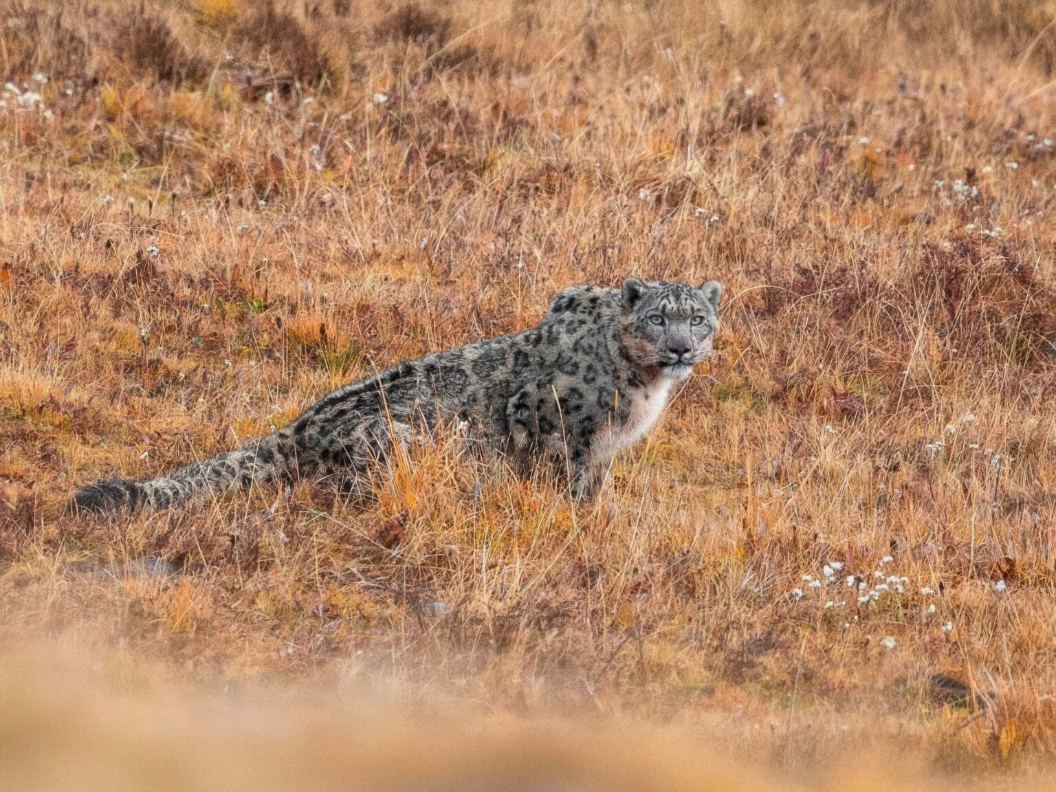 A Snow Leopard - One Of The Species We Hope To Encounter During Our Tibetan Wildlife of the Qinghai-Tibetan Plateau Photography Holiday