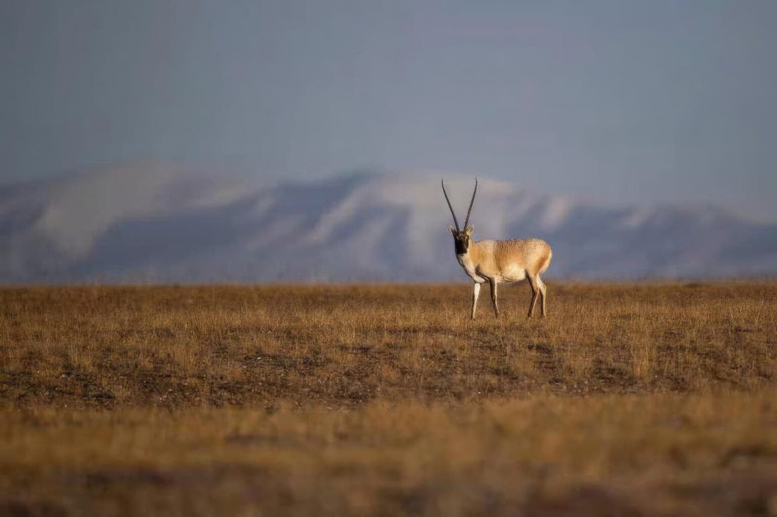 One Of The Species Featured During Our Tibetan Wildlife of the Qinghai-Tibetan Plateau Photography Holiday