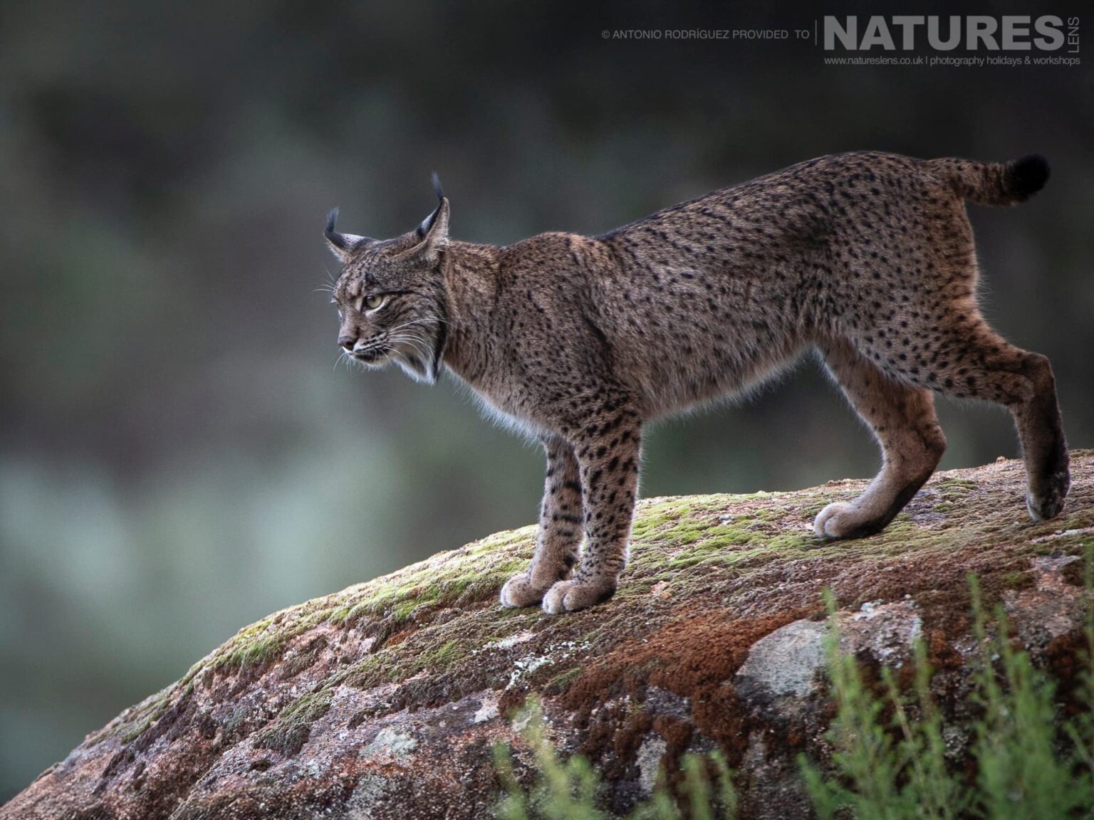 Lynx photographed at the new location which is used for the Iberian Lynx in Spain during Winter photography holiday