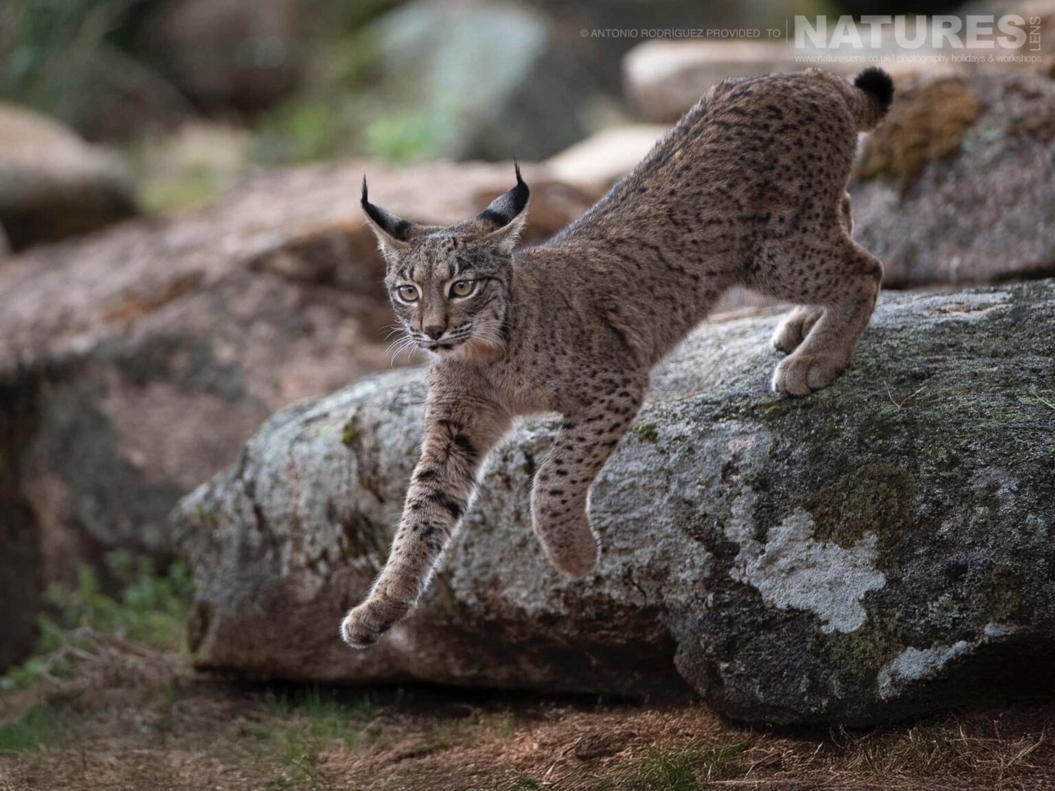 Lynx photographed at the new location which is used for the Iberian Lynx in Spain during Winter photography holiday