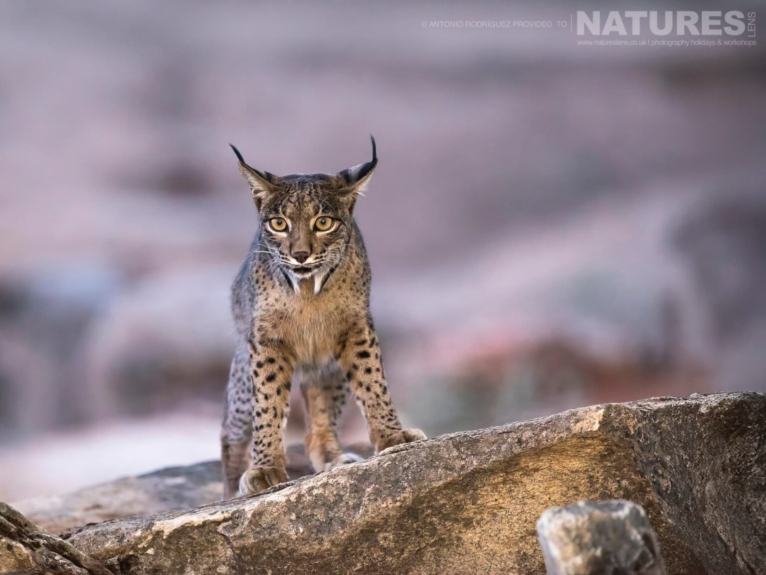 Lynx photographed at the new location which is used for the Iberian Lynx in Spain during Winter photography holiday