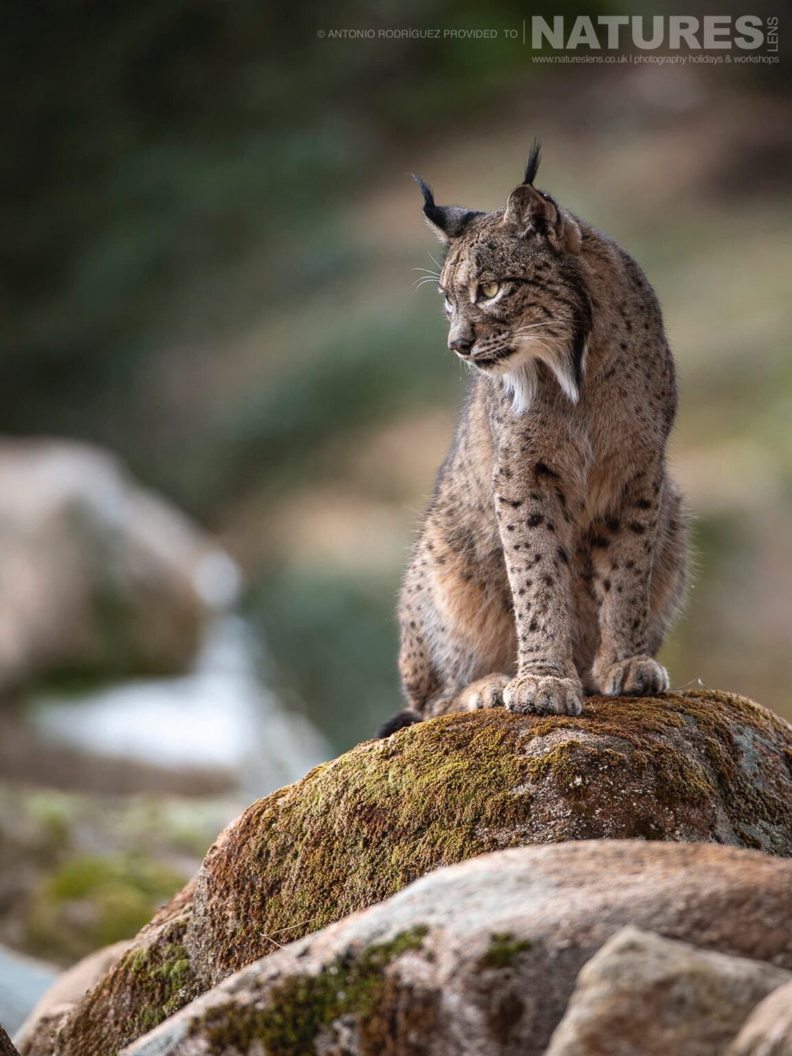 Lynx photographed at the new location which is used for the Iberian Lynx in Spain during Winter photography holiday