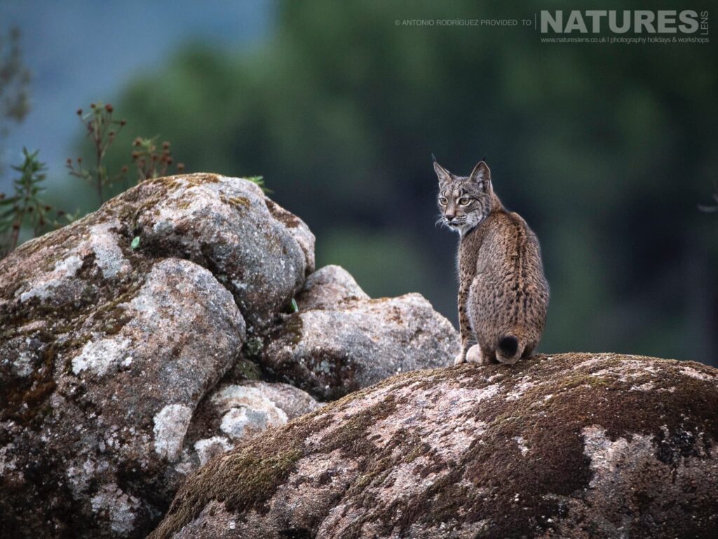 Join Us For The Iberian Lynx in Summer Photography Tour