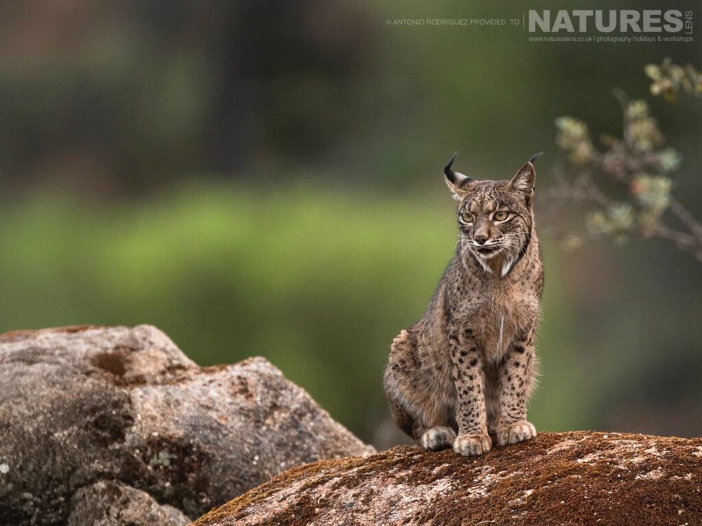 Our Top 10 Hand-picked Wildlife Photography Holidays for 2026 with NaturesLens in {acf_year}