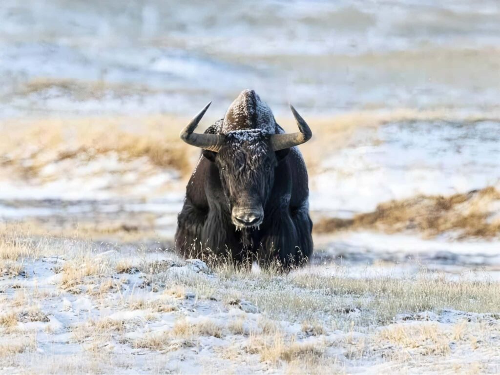 Join Us For The Tibetan Wildlife of the Qing-Zang Plateau Photography Tour