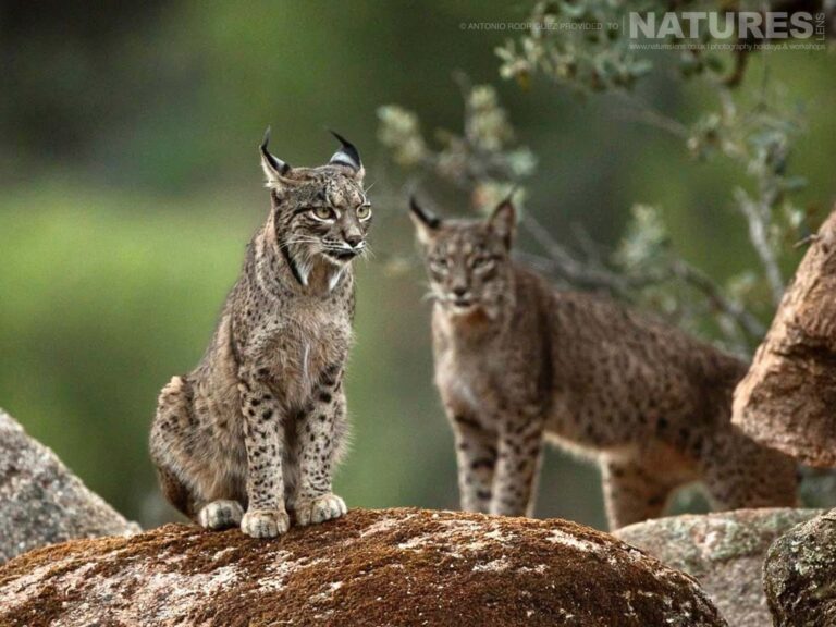Iberian Lynx Of The Spanish Winter