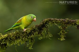 One Of The Many Species That Were Photographed By Karen Folbeck During Our 2024 Costa Rican Wildlife Photography Holiday 41