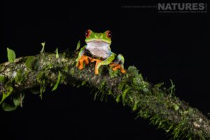 Some Of The Images That Were Captured By Dennis Craggs During Our 2024 Costa Rican Photography Holiday 87