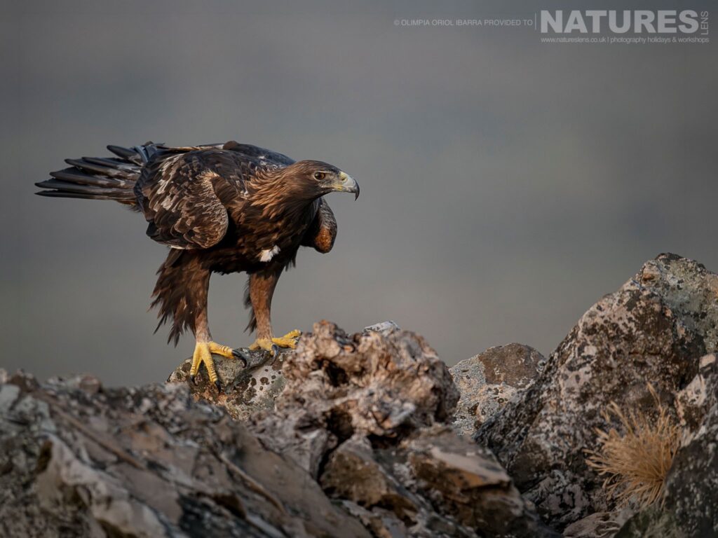 A Golden Eagle On A Rocky Outcrop Photographed On The Estate Used For The Natureslens Birds Of Extremadura Photography Holiday