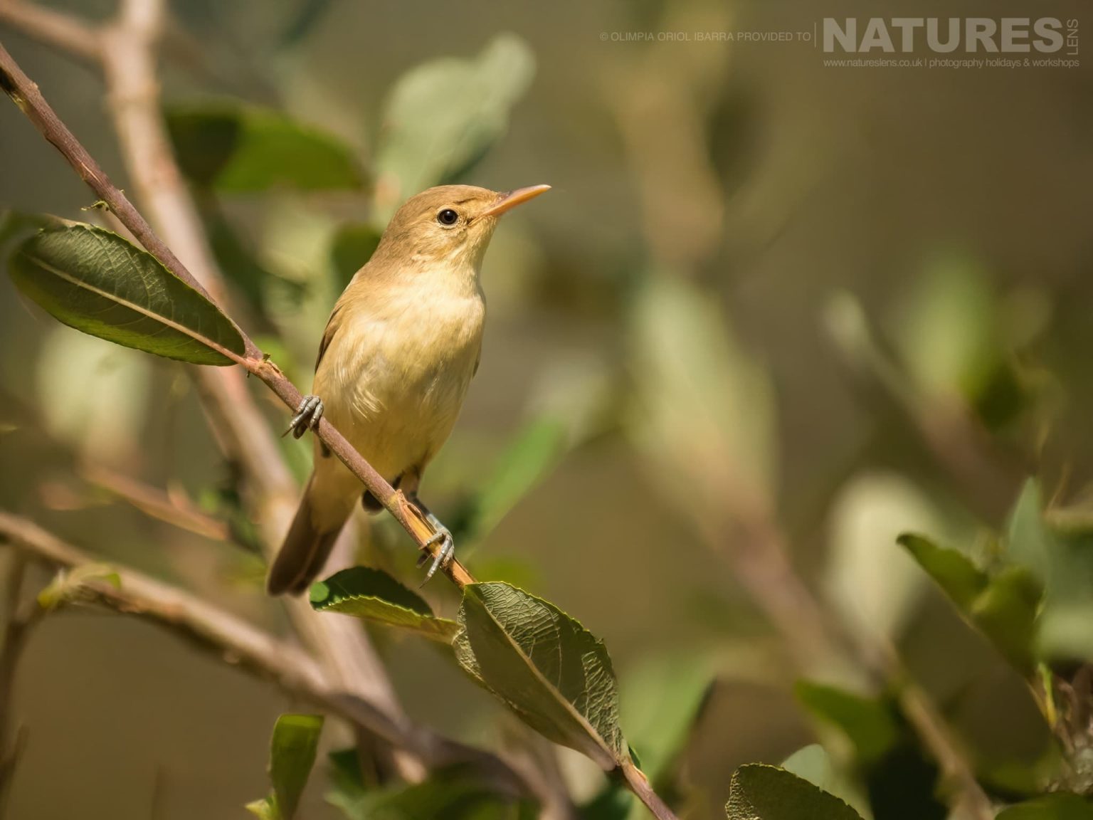 Another Of The Species Photographed At The Passerines Other Small Birds Hide Photographed On The Estate Used For The Natureslens Birds Of Extremadura Photography Holiday