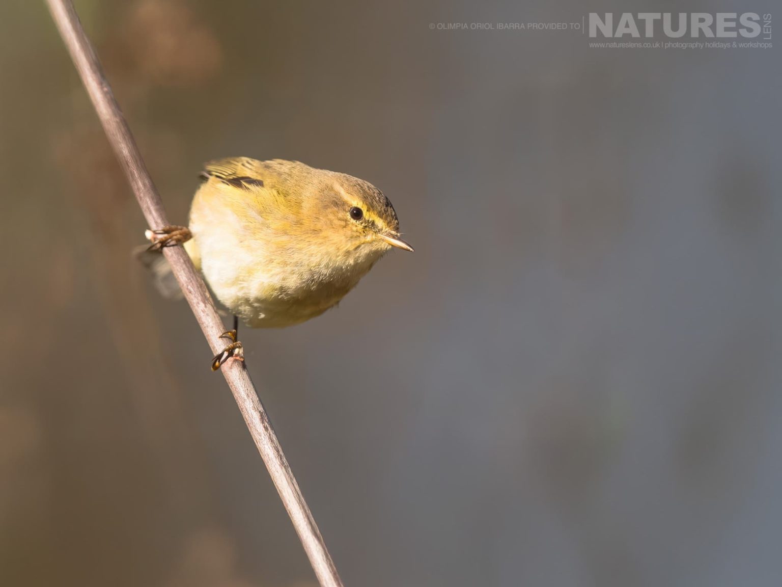 One Of The Many Species Photographed At The Passerines Hide Photographed On The Estate Used For The Natureslens Birds Of Extremadura Photography Holiday