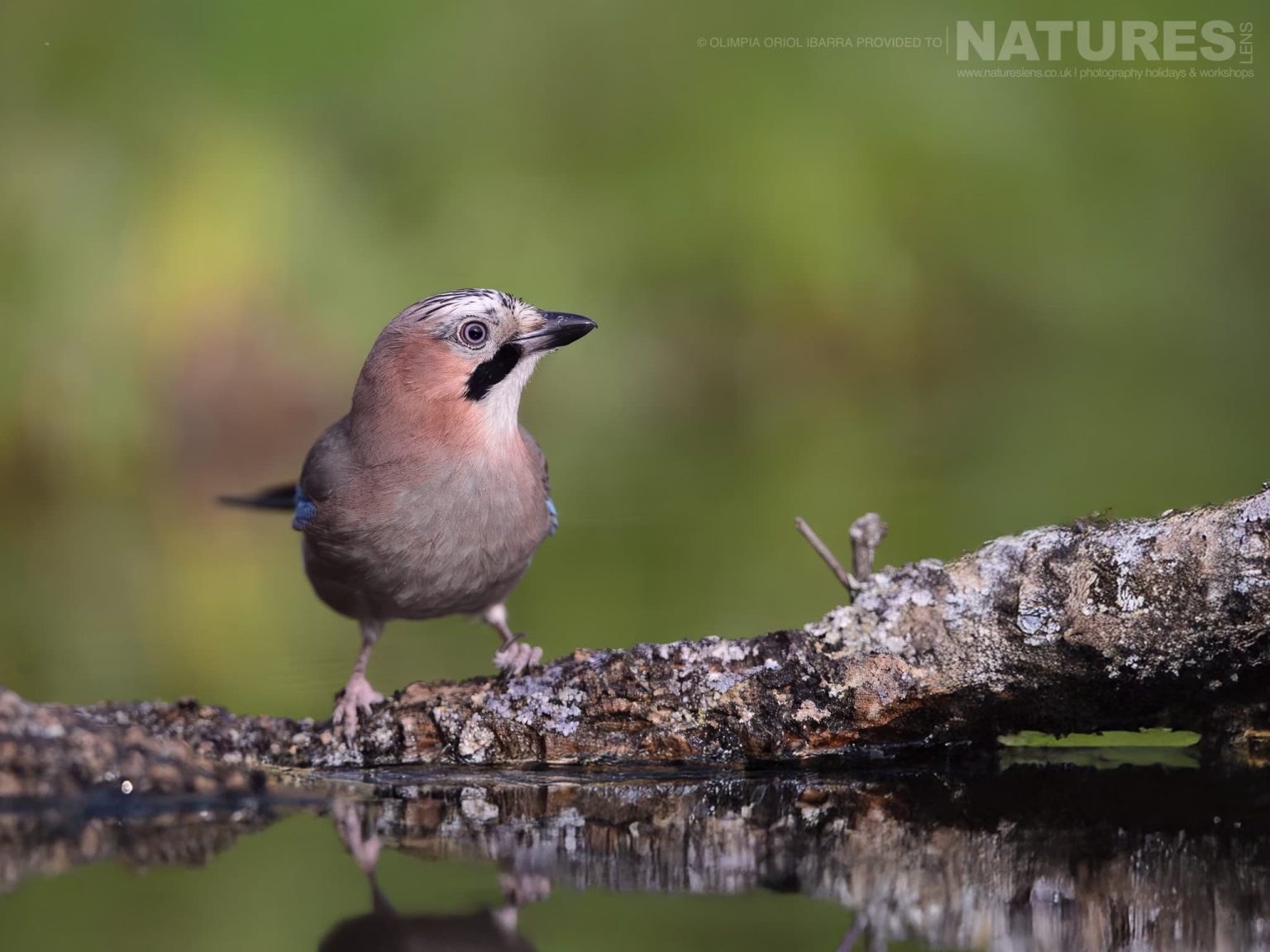 One Of The Many Species Photographed At The Passerines Other Small Birds Hide Photographed On The Estate Used For The Natureslens Birds Of Extremadura Photography Holiday