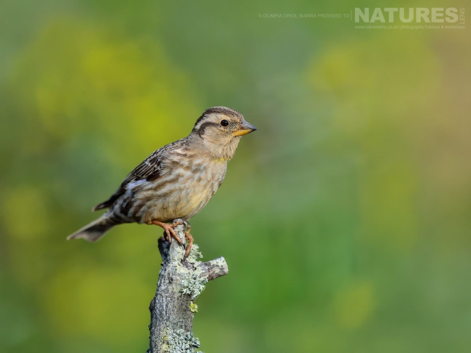 One Of The Many Species Photographed At The Estates Passerines Hide Photographed On The Estate Used For The Natureslens Birds Of Extremadura Photography Holiday