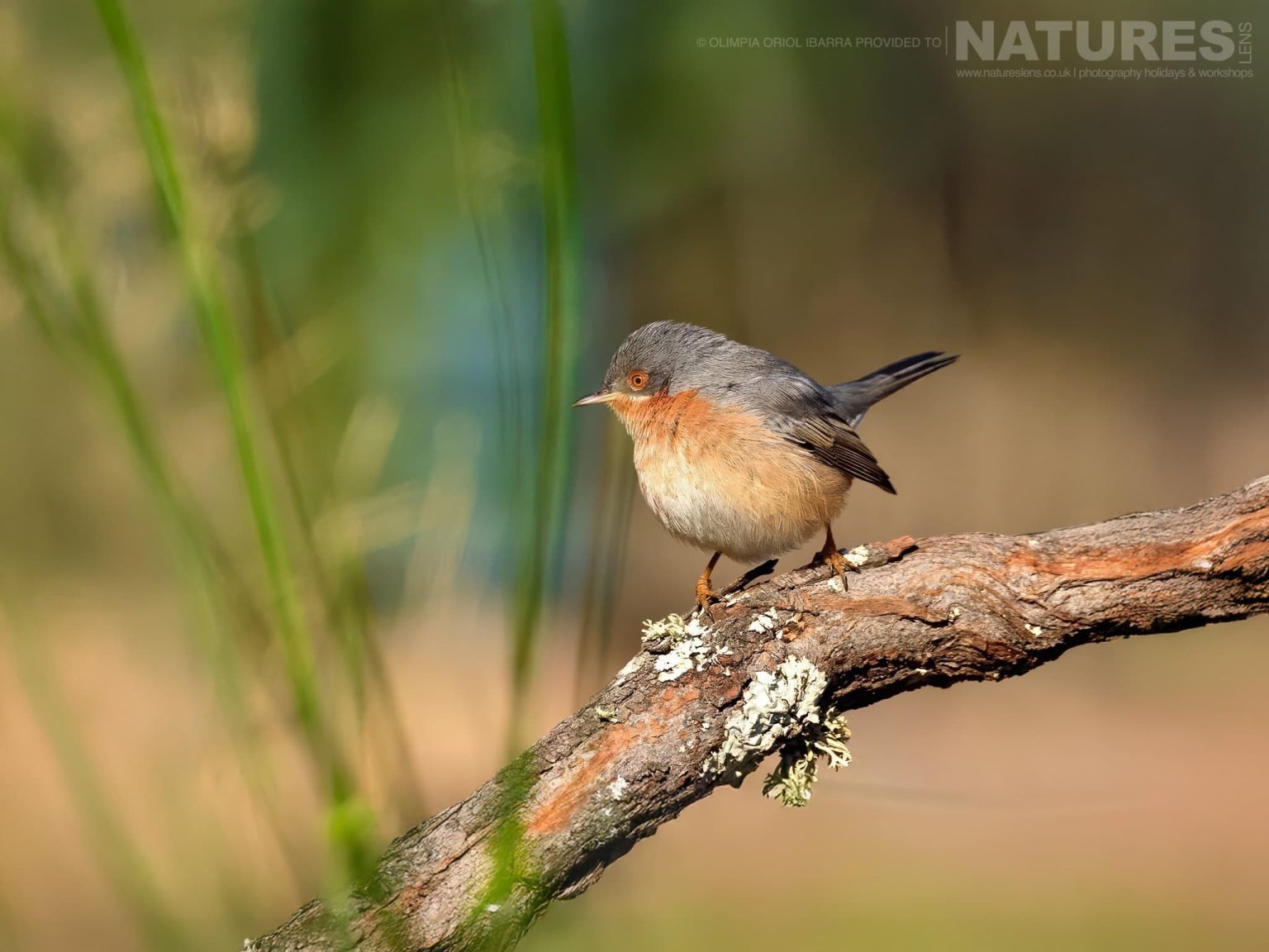 One Of The Species Photographed At The Passerines Other Small Birds Hide Photographed On The Estate Used For The Natureslens Birds Of Extremadura Photography Holiday