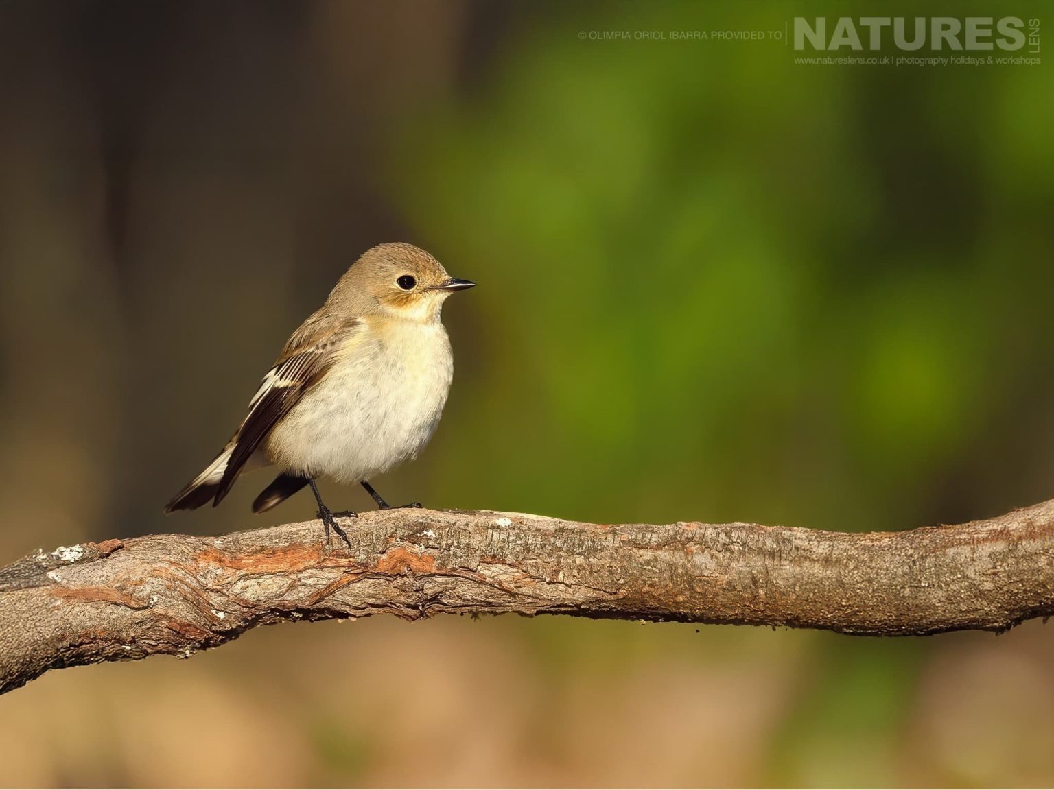 Species Photographed At The Passerines Hide Photographed On The Estate Used For The Natureslens Birds Of Extremadura Photography Holiday