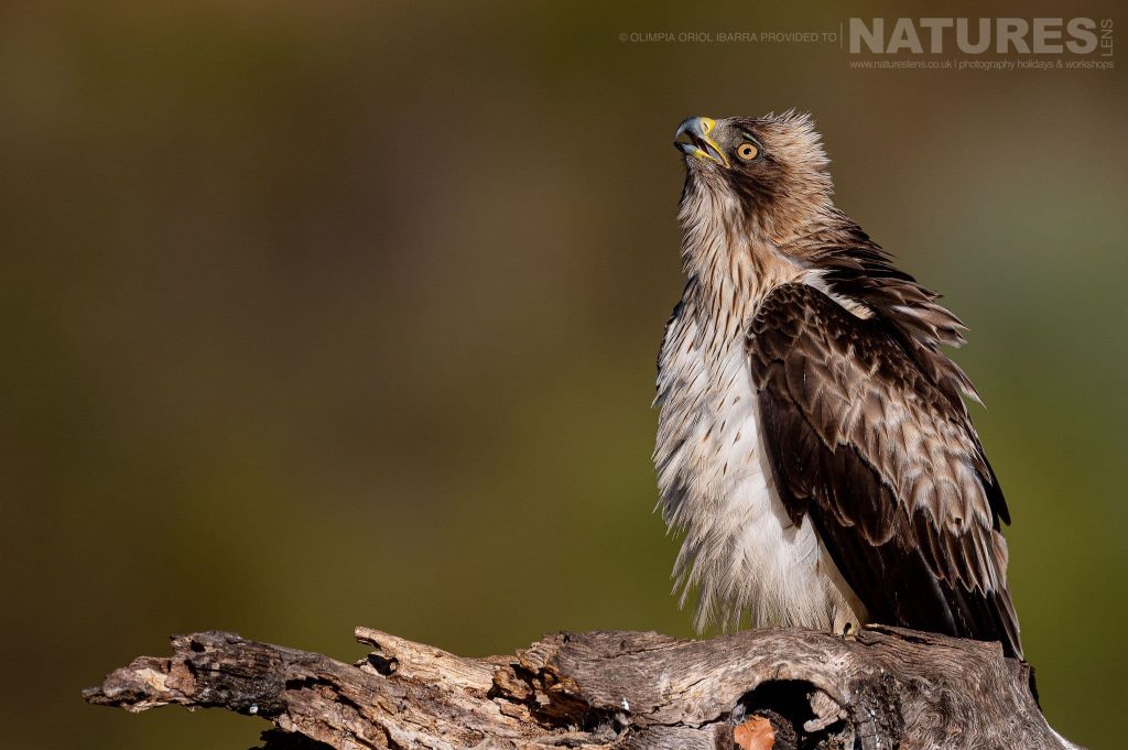 Capture Eagles & More – Bird Photography in Extremadura with NaturesLens with NaturesLens in {acf_year}