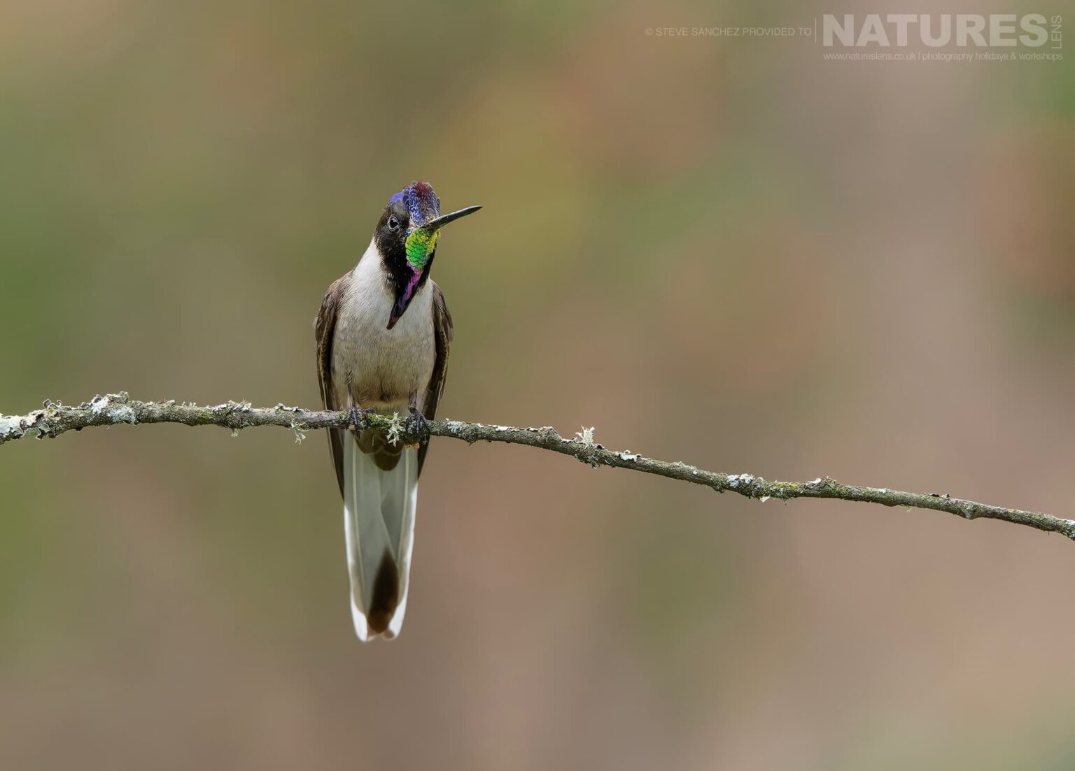 A Bearded Mountaineer photographed in Peru by our Peru's Ultimate Hummingbirds co-leader Steve Sanchez