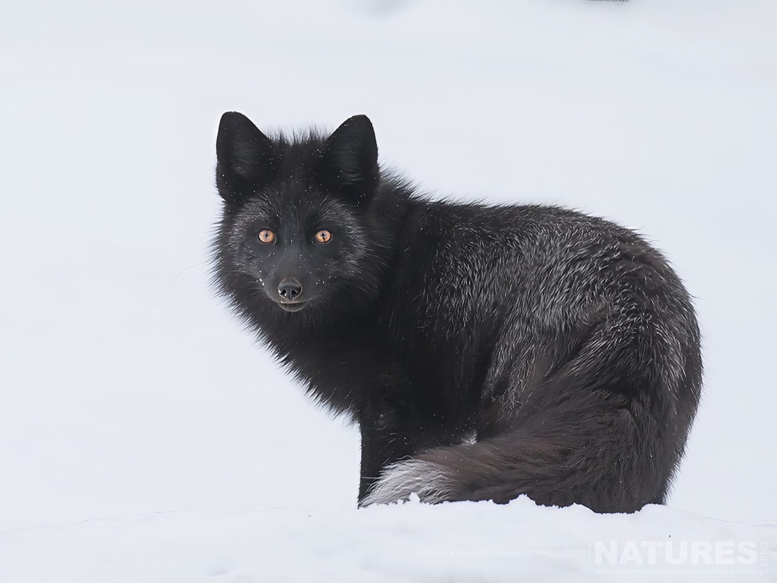 A Black Fox sat on snow - photographed at the locations used for the NaturesLens Wolves, Lynx & Winter Wildlife of Canada photography holiday
