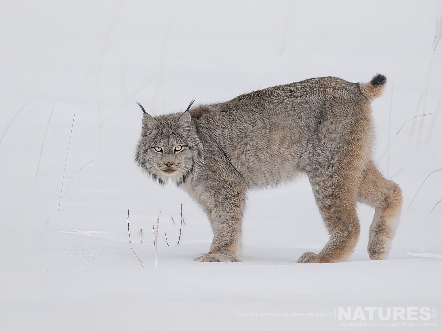 A Canadian Lynx on snow - photographed at the locations used for the NaturesLens Wolves, Lynx & Winter Wildlife of Canada photography holiday