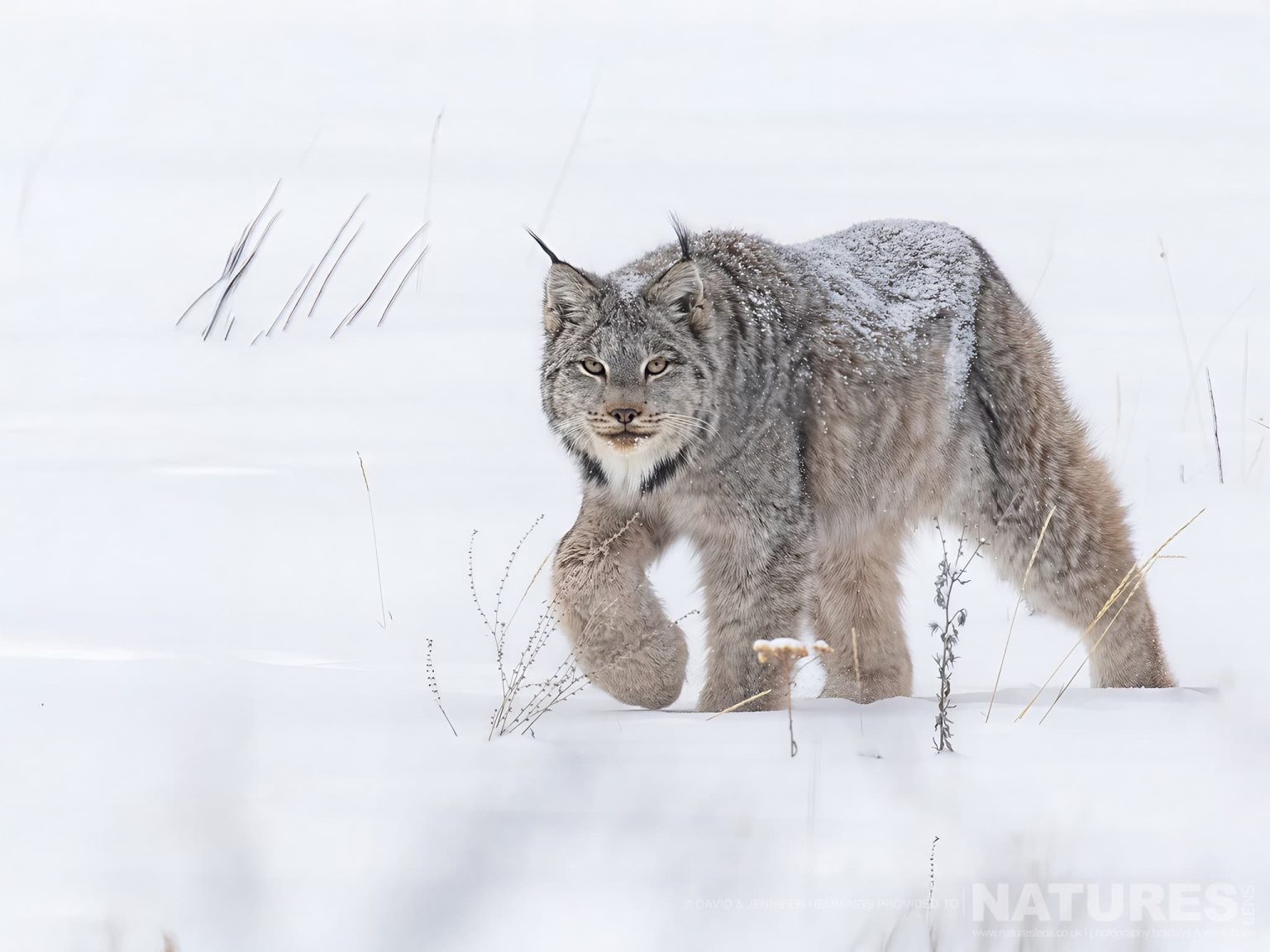 A Canadian Lynx walking on snow - photographed at the locations used for the NaturesLens Wolves, Lynx & Winter Wildlife of Canada photography holiday