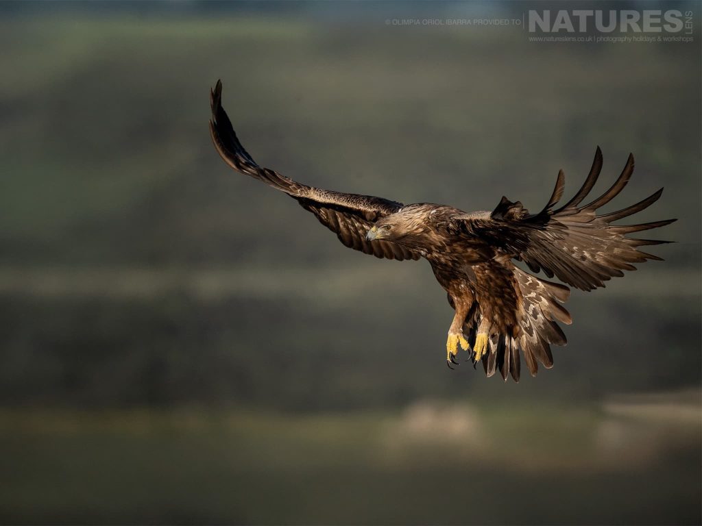 Bird Photography in Extremadura – Small Group Hide Based Photography with NaturesLens in {acf_year}