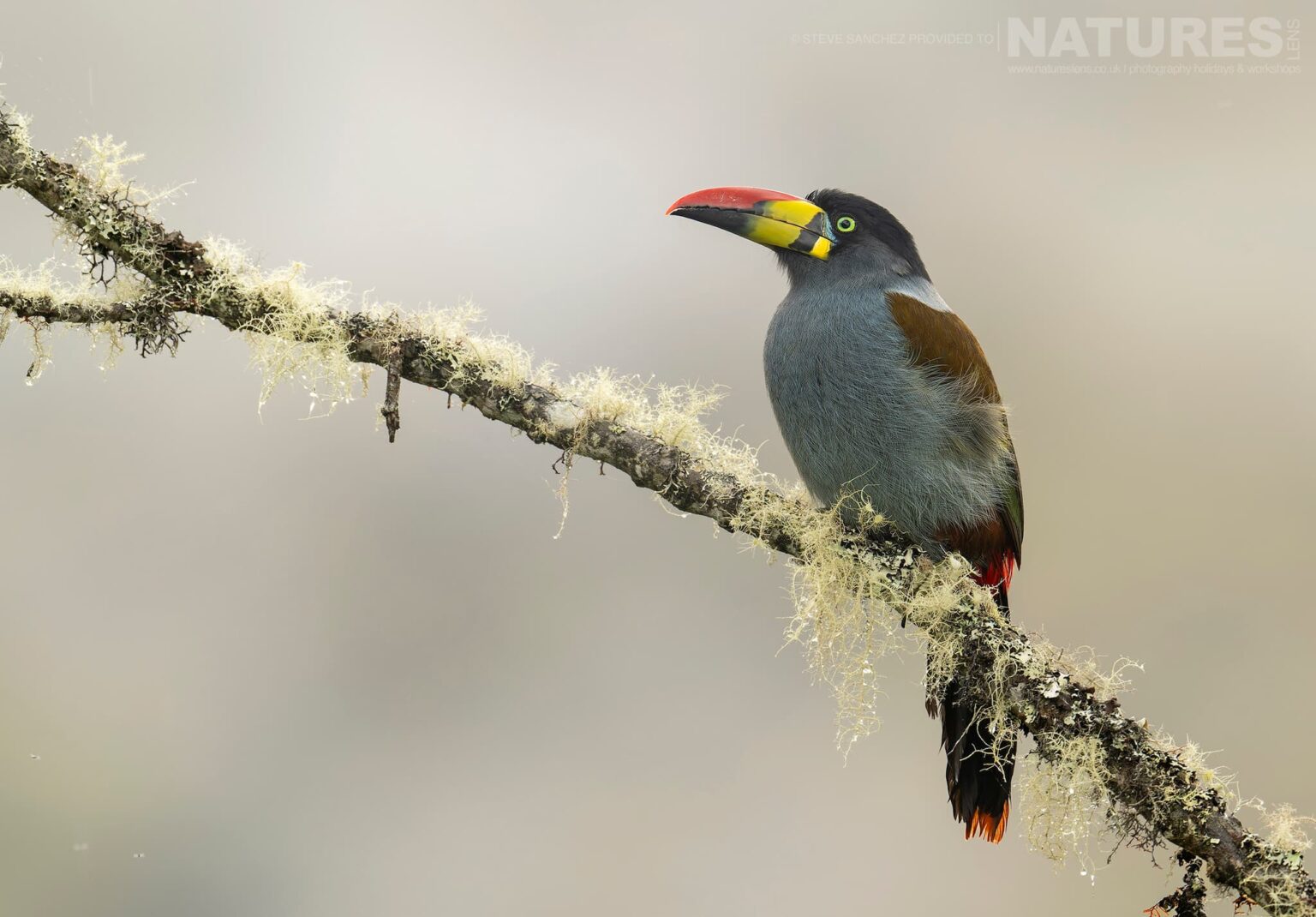 A Gray-breasted Mountain-Tanager photographed in Peru by our Peru's Ultimate Hummingbirds co-leader Steve Sanchez