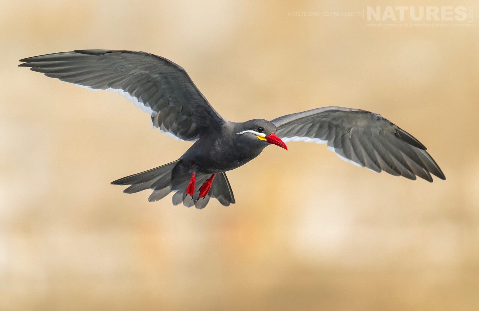 An Inca Tern photographed in Peru by our Peru's Ultimate Hummingbirds co-leader Steve Sanchez