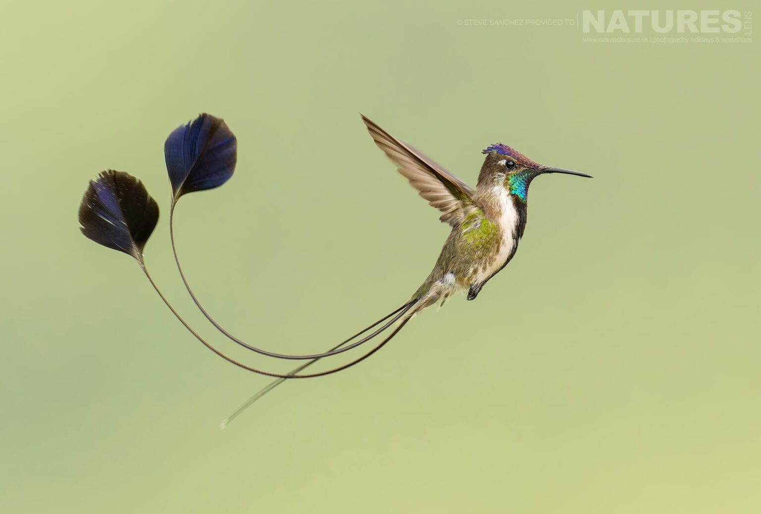 A Marvelous Spatuletail photographed in Peru by our Peru's Ultimate Hummingbirds co-leader Steve Sanchez