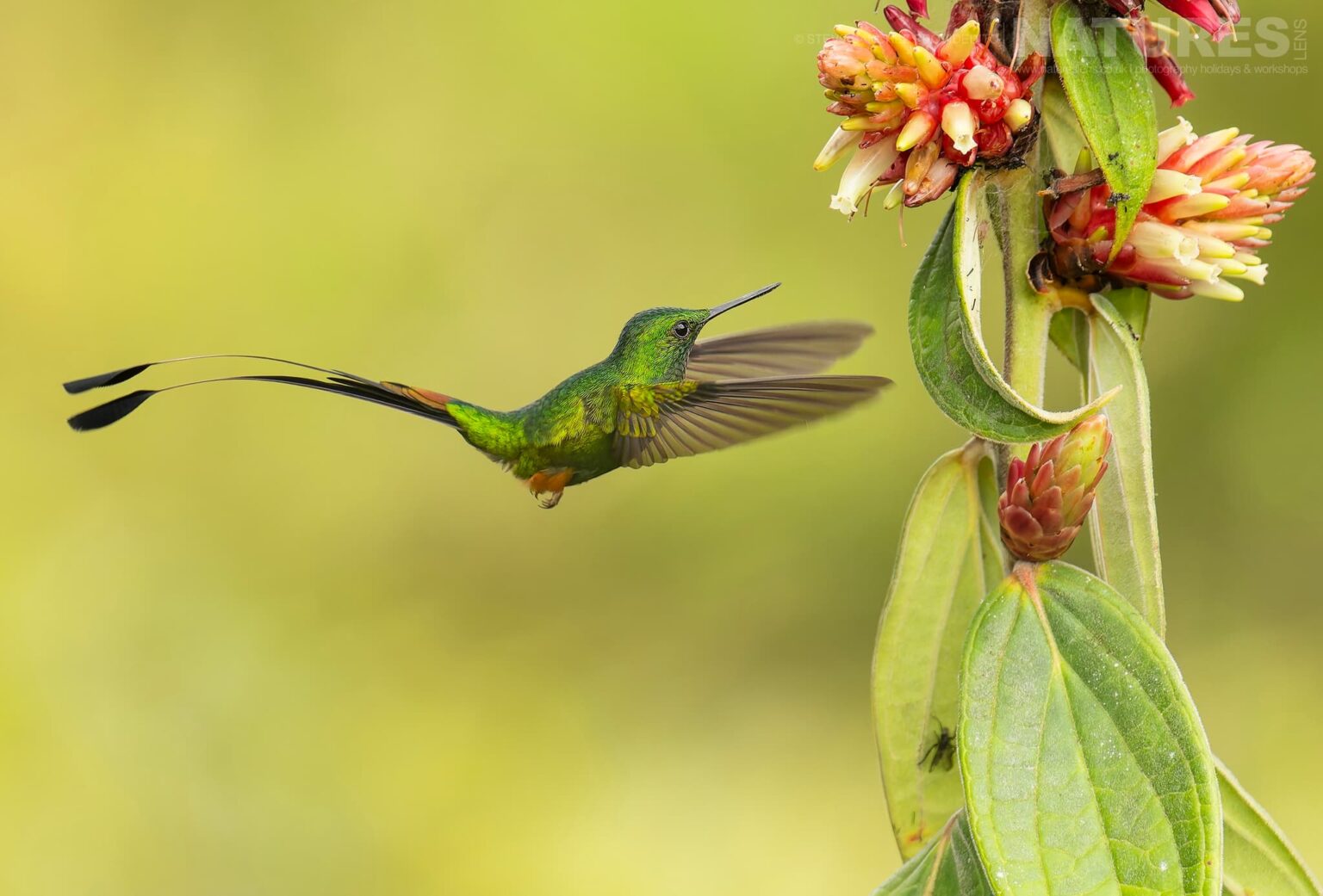 A Peruvian Raquet-tail photographed in Peru by our Peru's Ultimate Hummingbirds co-leader Steve Sanchez