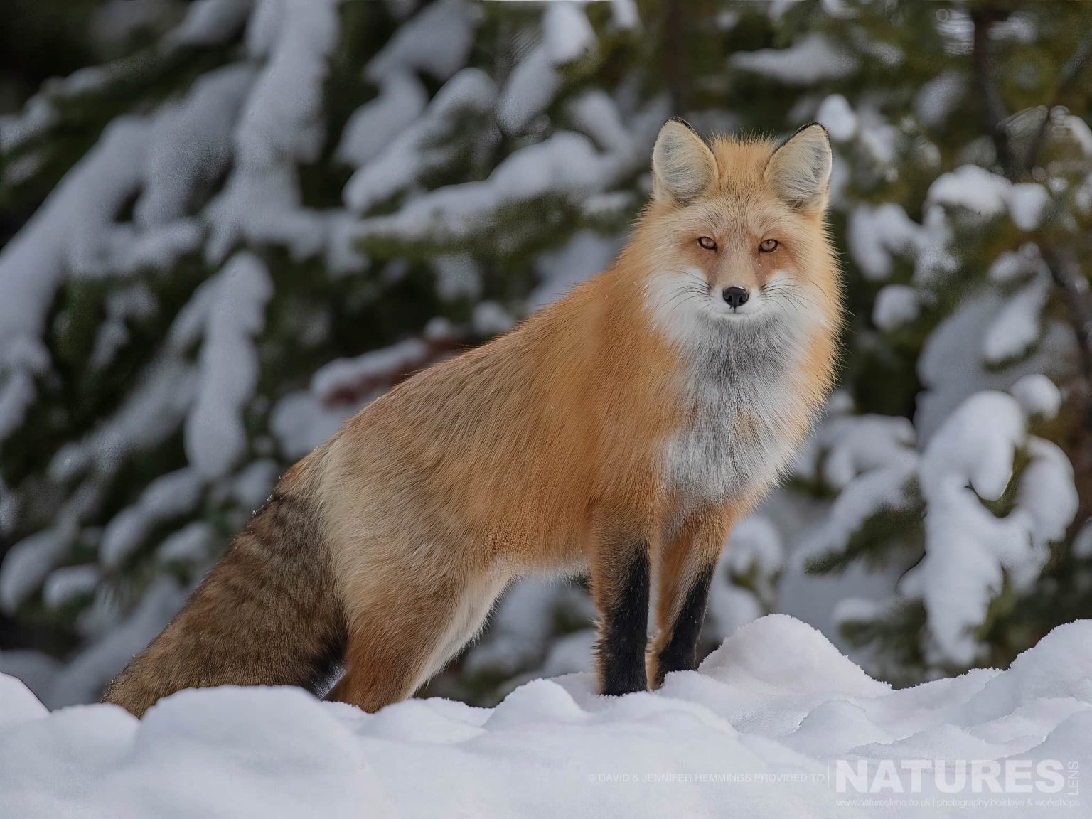 A Red Fox on snow - photographed at the locations used for the NaturesLens Wolves, Lynx & Winter Wildlife of Canada photography holiday