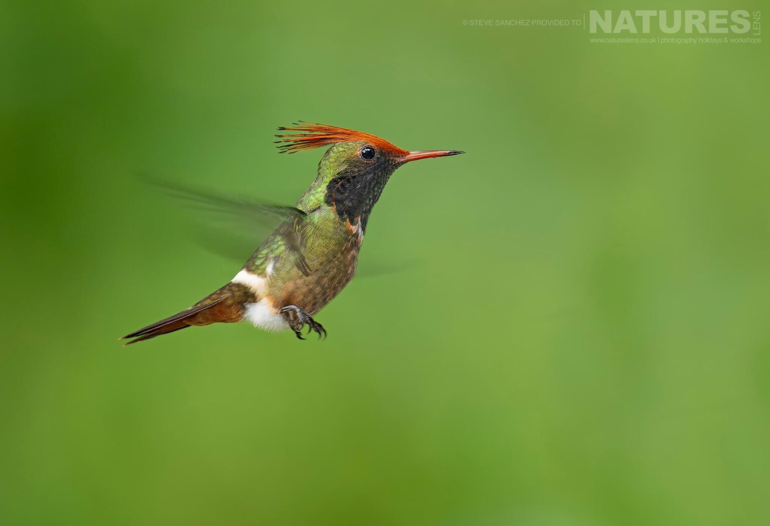 A Rufous-crested Coquette in flight photographed in Peru by our Peru's Ultimate Hummingbirds co-leader Steve Sanchez