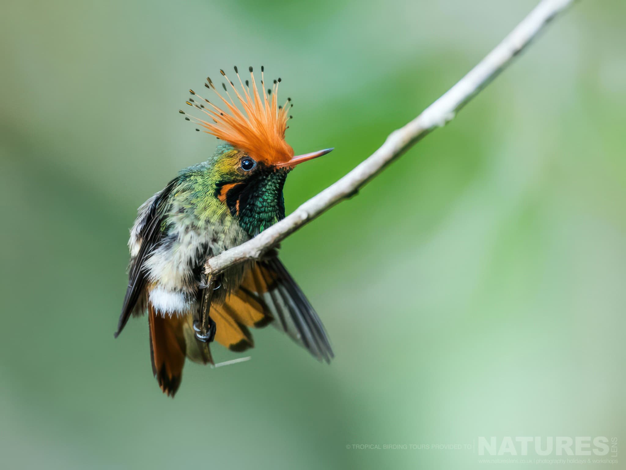 A Rufous Crested Coquette Photographed At The Locations Used For The Natureslens Ultimate Hummingbird Photography Holiday