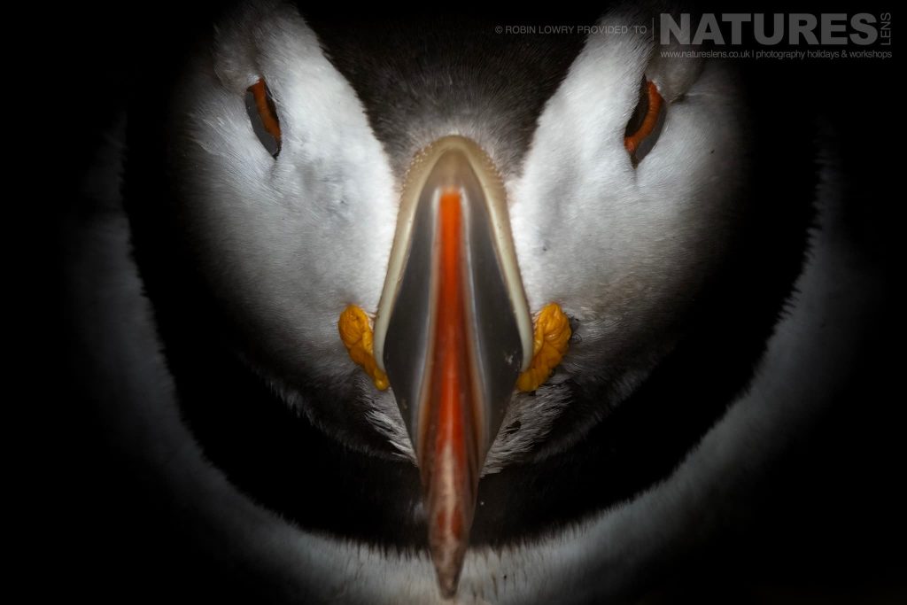 Skomer Island Puffins – A Four-Day Diary with NaturesLens in {acf_year}