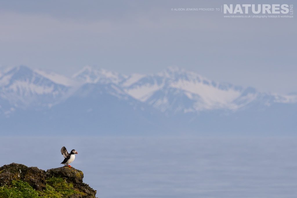 Photographing Puffins & other Birds of Grímsey Island with NaturesLens in {acf_year}