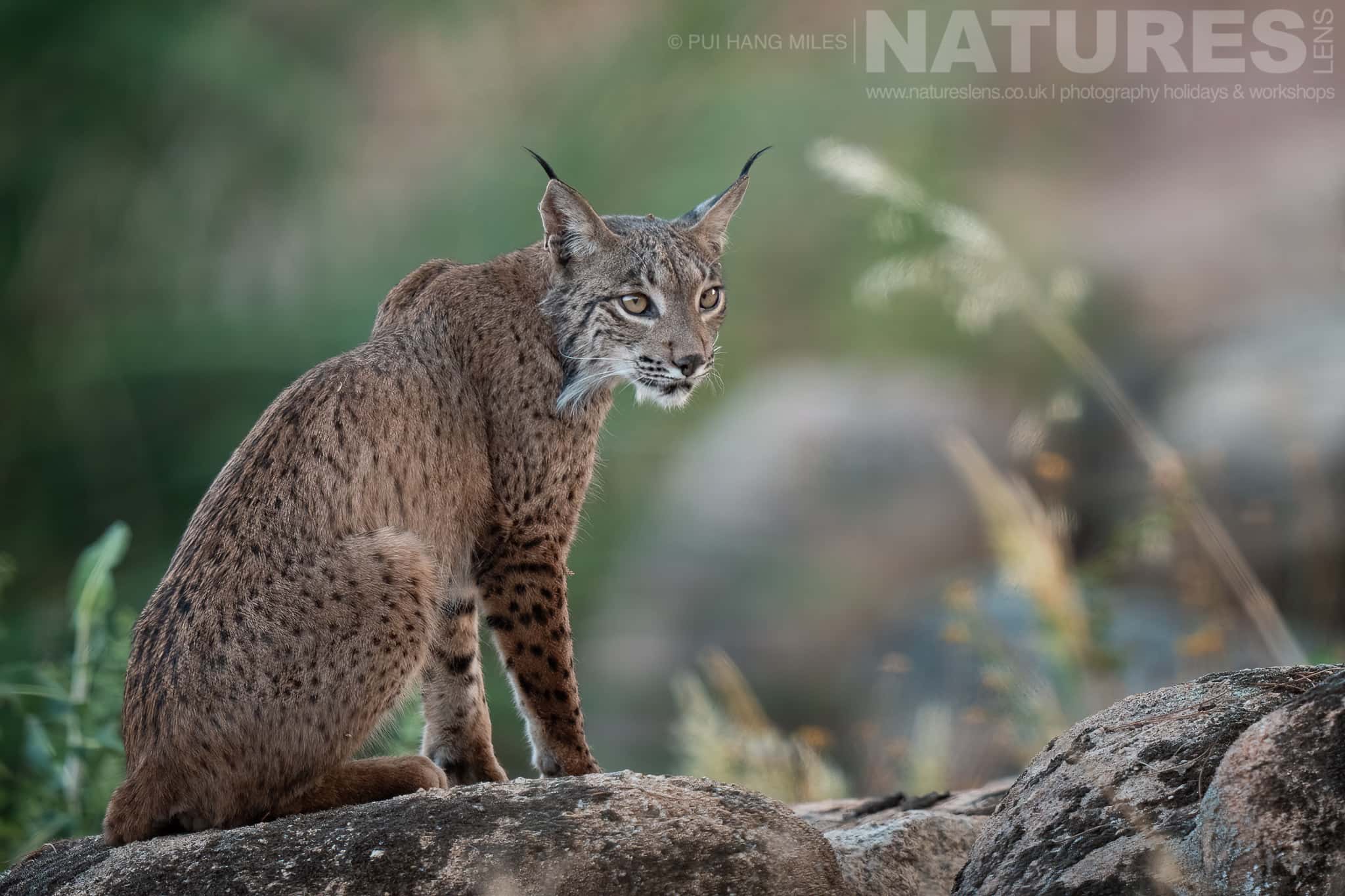 A Truly Wild Iberian Lynx Sitting On Some Rocks Photographed By Pui Hang Miles During The Natureslens Elusive Iberian Lynx During Summer Photography Holiday A Truly Wild Iberian Lynx Sitting On Some Rocks Photographed By Pui Hang Miles During The Natureslens Elusive Iberian Lynx During Summer Photography Holiday