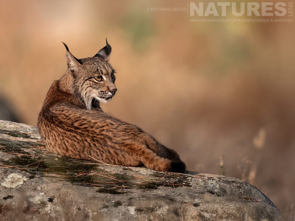 A Wild Iberian Lynx Resting On A Rocky Surface Header Photographed By Pui Hang Miles During The Natureslens Elusive Iberian Lynx During Summer Photography Holiday Pui Hang Miles – Iberian Lynx – June 2025