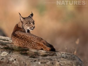 A Wild Iberian Lynx Resting On A Rocky Surface Header Photographed By Pui Hang Miles During The Natureslens Elusive Iberian Lynx During Summer Photography Holiday