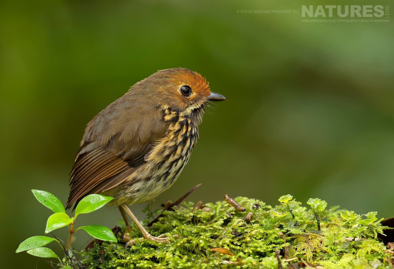 An Ochre-fronted Antpitta photographed in Peru by our Peru's Ultimate Hummingbirds co-leader Steve Sanchez