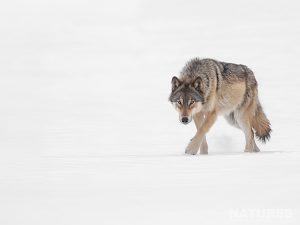 An Alert Timber Wolf On Snow Photographed At The Locations Used For The Natureslens Wolves Lynx Winter Wildlife Of Canada Photography Holiday