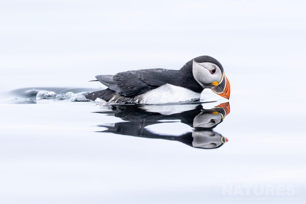An Atlantic Puffin Swimming On Calm Water Photographed By Robin Lowry During The Natureslens Puffins Of Iceland Photography Holiday On Grimsey Island