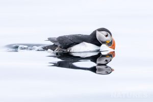 An Atlantic Puffin Swimming On Calm Water Photographed By Robin Lowry During The Natureslens Puffins Of Iceland Photography Holiday On Grimsey Island