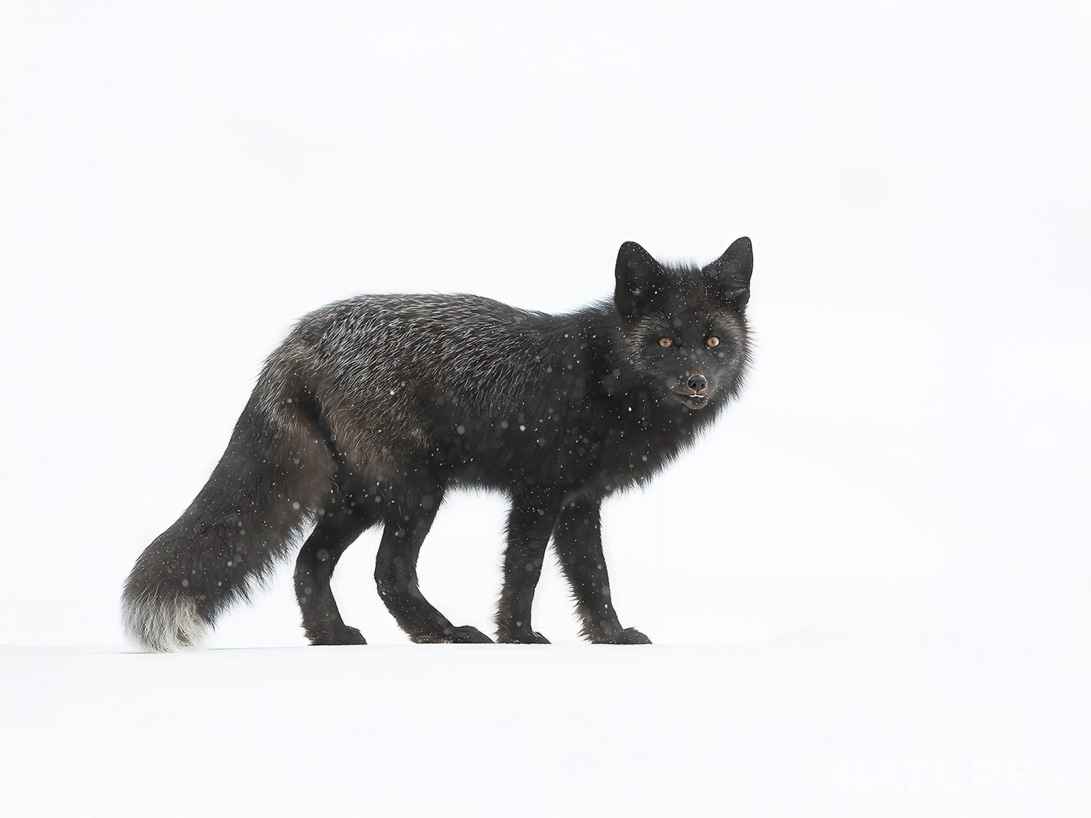 Black Fox on snow - photographed at the locations used for the NaturesLens Wolves, Lynx & Winter Wildlife of Canada photography holiday