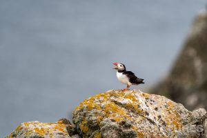 One Of Skomers Atlantic Puffins Atop A Rocky Outcrop