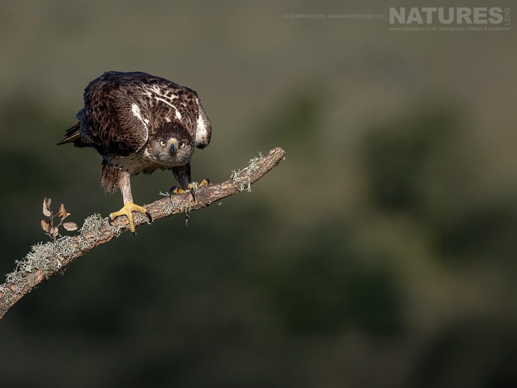 Wildlife Photography Holiday in Extremadura with NaturesLens in {acf_year}