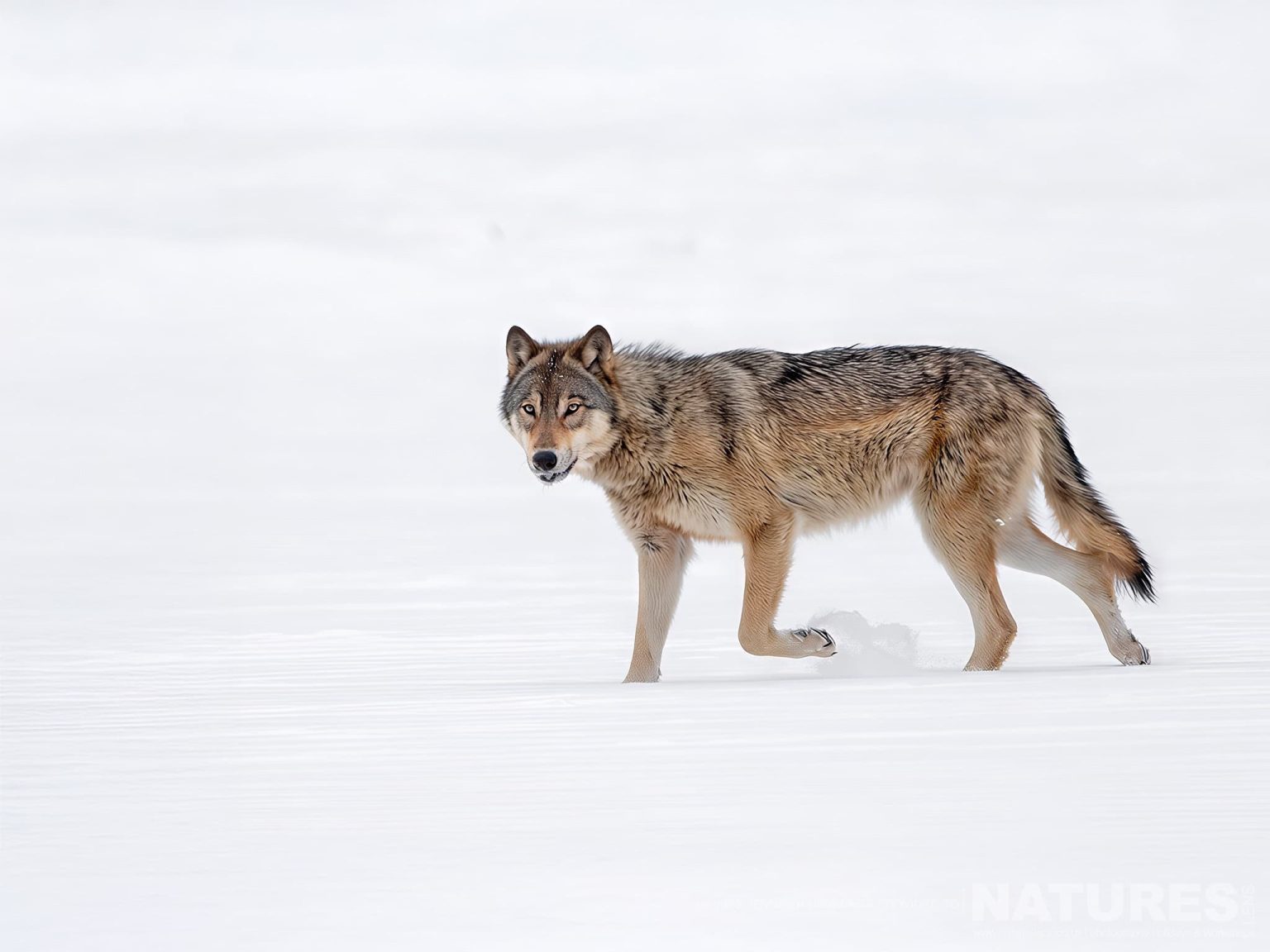 Timber Wolf on snow - photographed at the locations used for the NaturesLens Wolves, Lynx & Winter Wildlife of Canada photography holiday